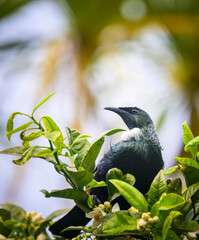 Tui bird perched on grapefruit tree branches with white flowers. Vertical format.