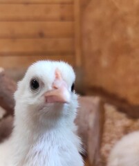 Baby chicken on a farm close up.