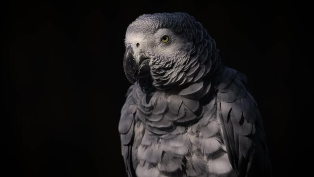 African Grey parrot close up view. Animal behavior. Feathers, head, eyes and beak of a parrot close-up.