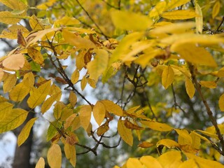 Autumn leaves on the tree branches, yellow leaves natural background