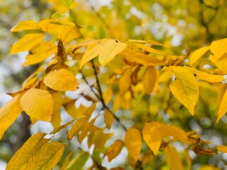 Autumn leaves on the tree branches, yellow leaves natural background