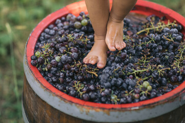 Close up of Young kid foot trampling or stomping grapes. Traditional producing wine concept.