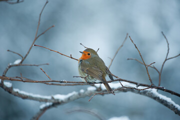 Robin at the bath, Pettirosso (Erithacus rubecula)