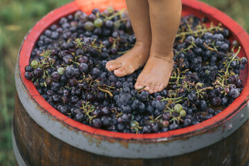 Close up of Young kid foot trampling or stomping grapes. Traditional producing wine concept.