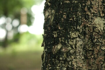 A close up of bark on a woodland tree