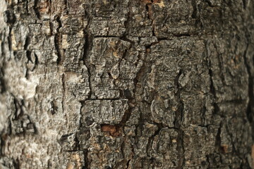 Background texture of tree bark