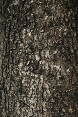 Black tree bark background