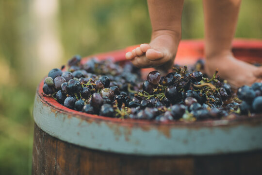 Close up of Young kid foot trampling or stomping grapes. Traditional producing wine concept.