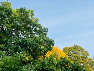 golden fall in the park, autumn trees