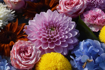 The beautiful pink Kiku flower chrysanthemum with pink roses in Sapporo Japan