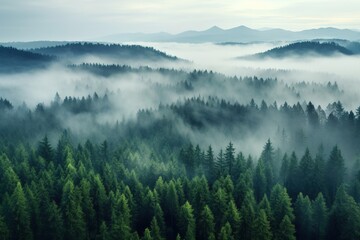 Aerial view of a misty forest on a foggy day. - obrazy, fototapety, plakaty