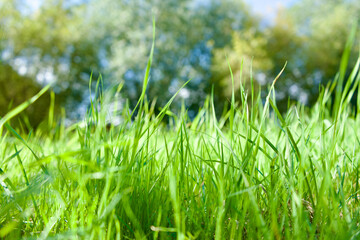 Nahaufnahme vom grünen Gras im Sonnenlicht