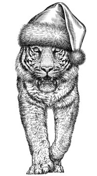 Vintage engraving isolated tiger set dressed christmas illustration ink santa costume sketch. Africa wild cat background animal silhouette new year hat art. Black and white hand drawn image
