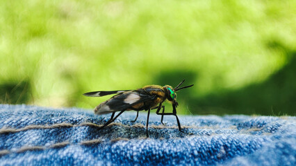 A close-up shot of the Chrysops Relictus insect, capturing its intricate details and unique characteristics