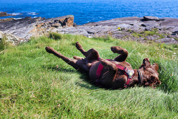 Happy smiling working cocker spaniel dog rolling around in long grass with ocean background