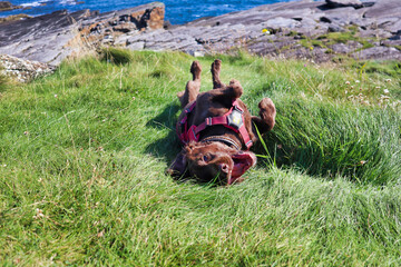 Happy smiling working cocker spaniel dog rolling around in long grass with ocean background