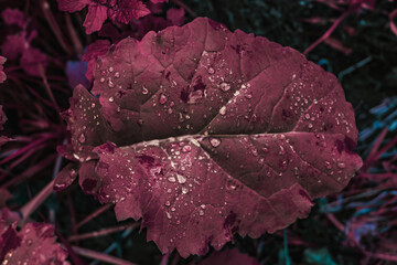 a pink leaf with raindrops. close up of a fantasy pink leaf. fantasy leaves with water drops. a background of pink leaves after the rain. large leaf covered in rain