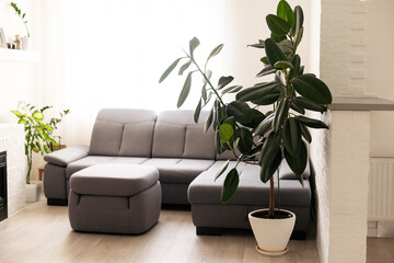 large green ficus in a pot on the floor