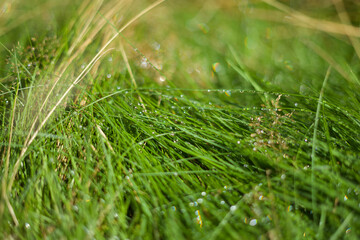 Nahaufnahme vom gr&uuml;nen Gras im Sonnenlicht