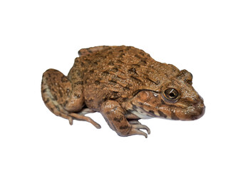 A brown frog with a textured, bumpy skin, isolated on a black background, showcasing its natural earthy tones and details