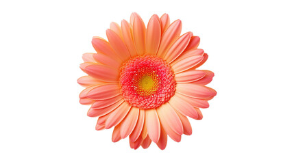 Gerbera isolated on a transparent background.