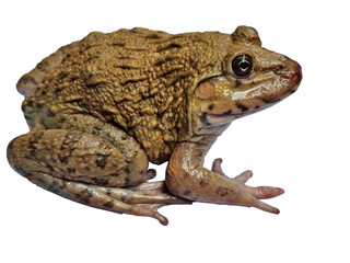 A brown frog with a textured, bumpy skin, isolated on a black background, showcasing its natural earthy tones and details