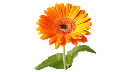Fototapeta premium Gerbera isolated on a transparent background.
