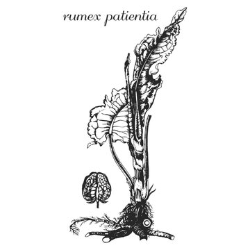 rumex patientia, black and white sorrel on a transparent background
medicinal plant, medicinal herbs, sorrel, spinach, щавель