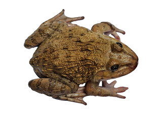 A brown frog with a textured, bumpy skin, isolated on a black background, showcasing its natural earthy tones and details