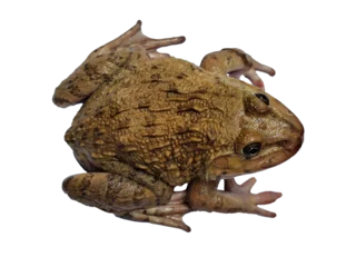 Foto op Plexiglas frog on white background © TAN