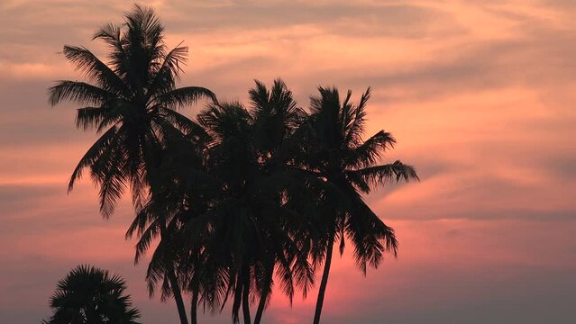 Sunset view of palm trees in South India
