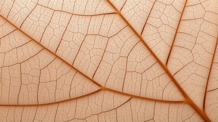 Fototapeta premium Close up texture leaf structure macro photography, abstract texture