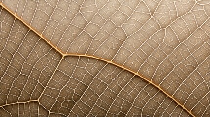 Obraz premium Close up texture leaf structure macro photography, abstract texture