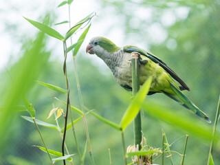 a Monk parakeet on the branch