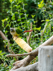 a Monk parakeet on the branch