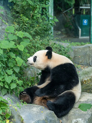 Fototapeta premium giant panda bear