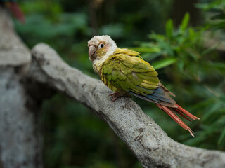 a Monk parakeet on the branch