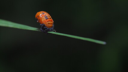 bug on a leaf