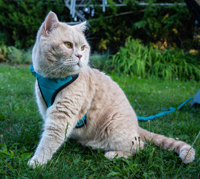 Cute cat in the garden on a leash.