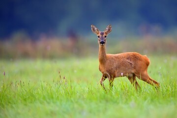 Roe deer in a clearing in the wild