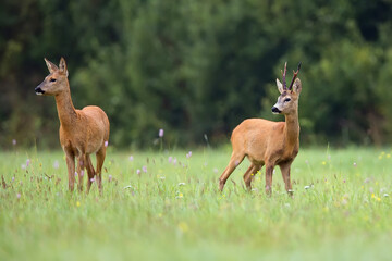 Buck deer with roe deer in the wild