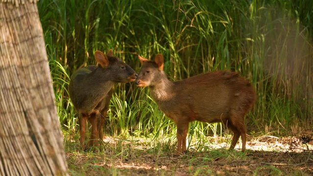 Two young Southern Pudu close up hid in the shade from the heat. Animal behavior