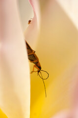 Coléoptère Cantharis et collembole sur les pétales d'une fleur