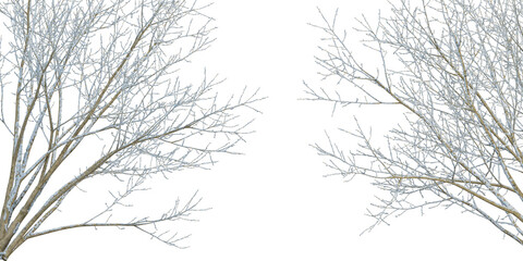 Fototapeta na wymiar Winter tree isolated on white