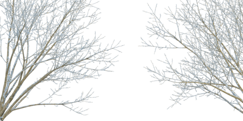 Winter tree isolated on white