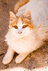 Naklejka na ściany i meble Street Cat on the ground Old Town Sicily Cats