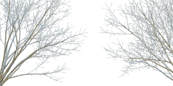 Winter tree isolated on white