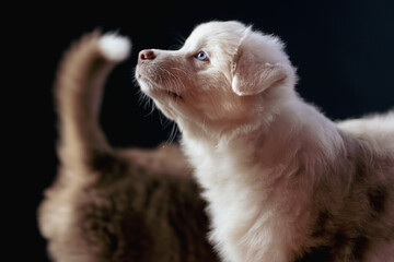 white puppy with brother