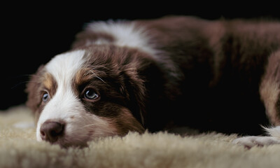 brown puppy with blue eyes