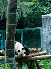 Obraz premium giant panda bear